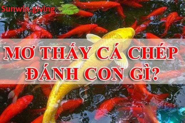 mơ thấy cá chép